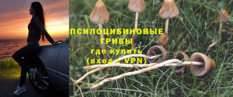 Псилоцибиновые грибы Magic Shrooms  Заводоуковск 